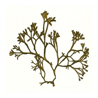 Bradbury Seaweeds 11, Unframed Artwork For Sale