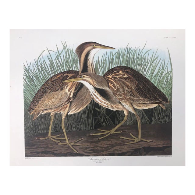 Audubon American Bittern From Abbeville Edition For Sale