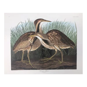 Audubon American Bittern From Abbeville Edition