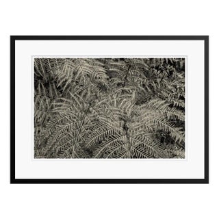 Stuart Möller, Silver Ferns, 2012, Colour Photograph For Sale