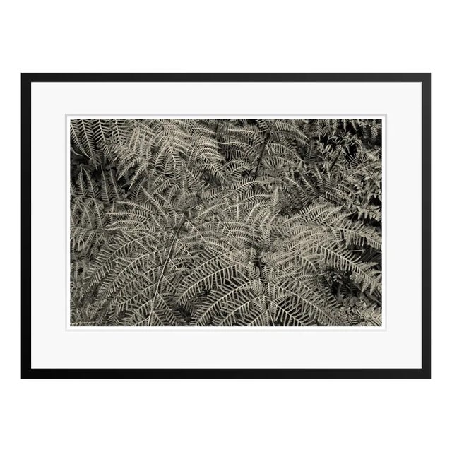 Stuart Möller, Silver Ferns, 2012, Colour Photograph For Sale