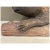 Antique Folk Art Basswood Carving of a Beaver For Sale - Image 4 of 5