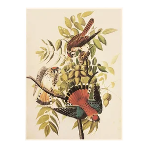 1966 Vintage Farmhouse Cottage Print "Sparrow Hawk" After John James Audubon