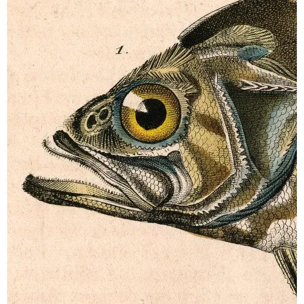 This is a beautiful museum-quality print of an original German bookplate from the mid-1800s. It is printed on archival...