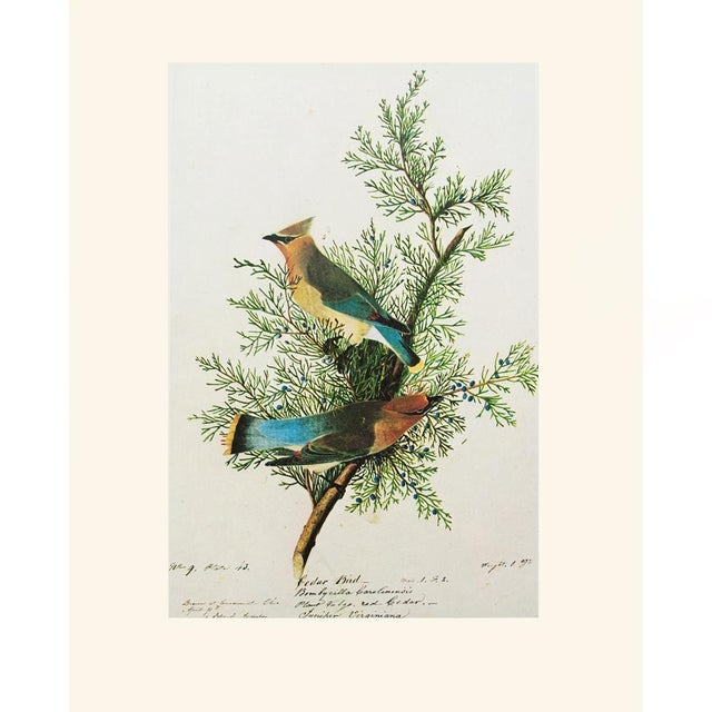 1966 Vintage Cottage Print "Cedar Bird" After John James Audubon For Sale In Dallas - Image 6 of 8