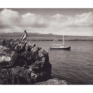 Hanna Seidel, Galápagos Coast, Black and White Photograph, 1960s For Sale