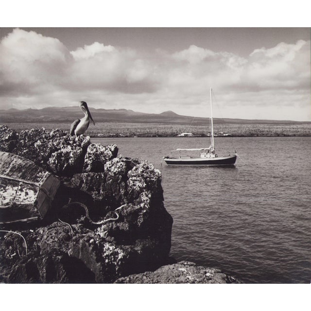 Hanna Seidel, Galápagos Coast, Black and White Photograph, 1960s For Sale