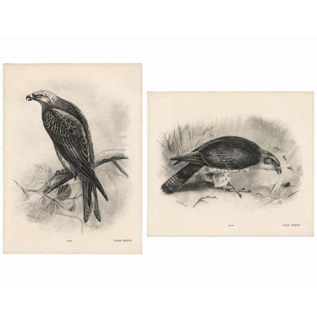 Lilian M. Medland, Honey Buzzard Bird, 1908, Monochrome Ornithological Plates, Set of 2 For Sale - Image 3 of 11