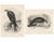 Lilian M. Medland, Honey Buzzard Bird, 1908, Monochrome Ornithological Plates, Set of 2 For Sale - Image 3 of 11