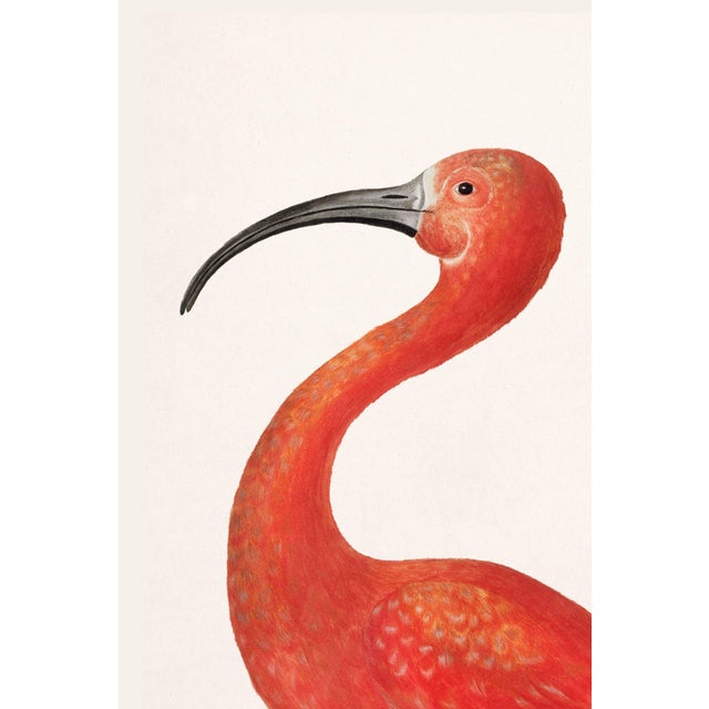 Illustration Scarlet Ibis With an Egg, Vintage Art Print Reproduction, 20" X 30" For Sale - Image 3 of 12