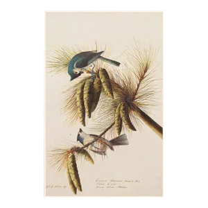 1966 Tufted or Crested Titmouse After Audubon, American Classical Print