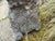 Mid-Century Cast Stone Gnome wiith Turtle, 1950s For Sale - Image 9 of 11