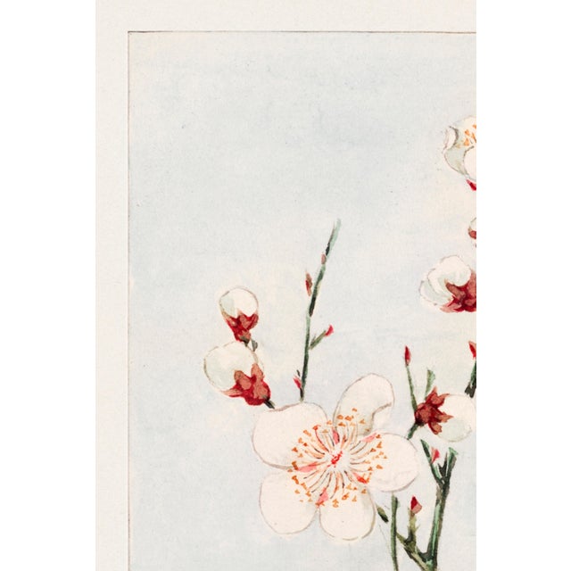 Japanese botanical plum blossom art print reproduction by Megata Morikaga, featuring delicate 19th-century plum branches...