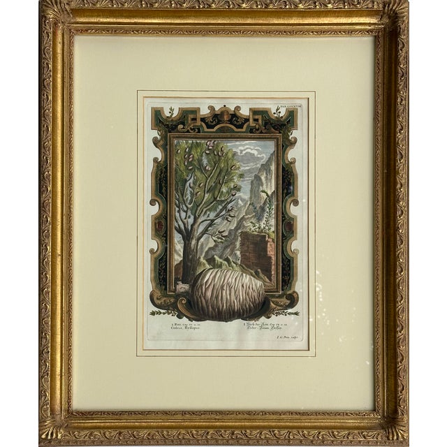 Illustration Pine Cone Old Testament, Original Engraving by Johann Scheuchzer, 1731 (Framed) For Sale - Image 3 of 3