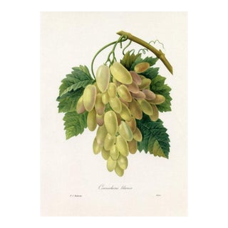 1960s, White Grape Print by Pierre Redoute, Original Antique Fruit Print For Sale