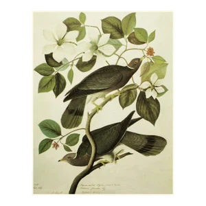 1966 Vintage Cottage Print "Band-Tailed Pigeons" After John James Audubon