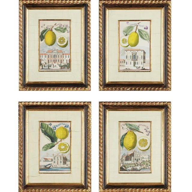 Paper Johann Christoph Volckamer, Nürnbergische Hesperides, 1800s, Engraving & Paper, Set of 4 For Sale - Image 7 of 7