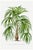 Vintage Palm Tree Illustration, Botanical Art Print Reproduction by Denterghem, 24" X 36" For Sale