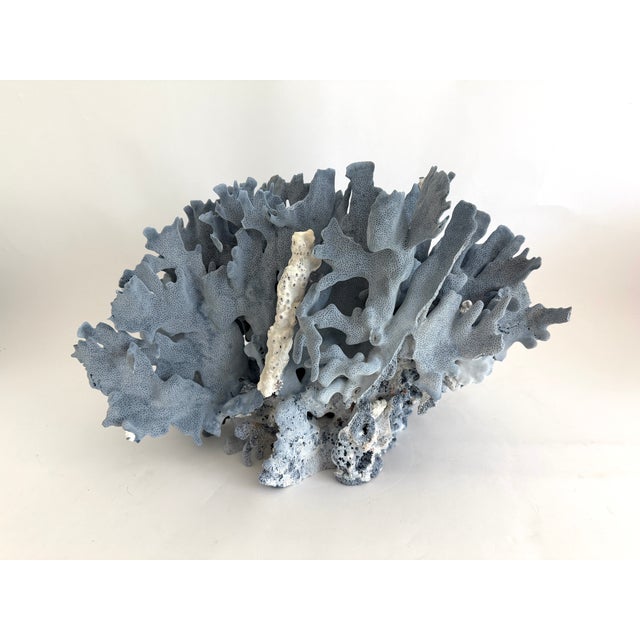 Late 20th Century Massive Natural Blue Coral Specimen Coastal Decor For Sale - Image 5 of 7