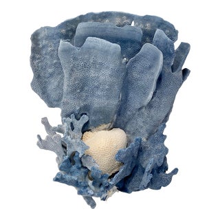 Natural Blue Coral Specimen Coastal Home For Sale