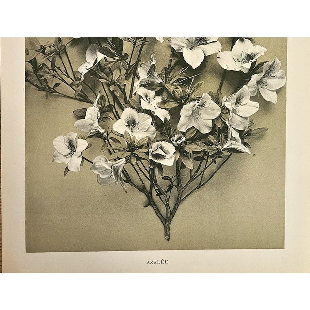 Beaux-Arts 1902 Antique French Botanical Photographic Lithograph, the Azaela, With Documentation For Sale - Image 3 of 4