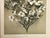 Beaux-Arts 1902 Antique French Botanical Photographic Lithograph, the Azaela, With Documentation For Sale - Image 3 of 4