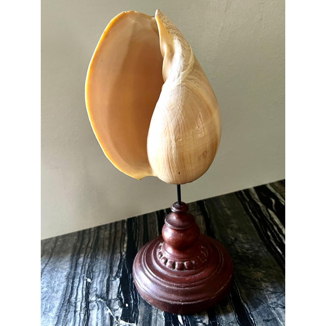 Seashells on Metal Patinated Stand For Sale - Image 4 of 9