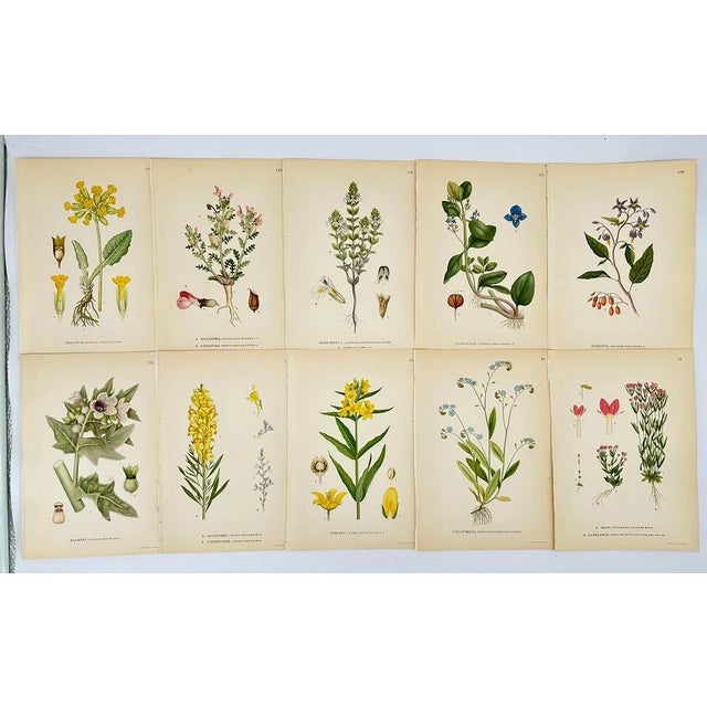 Illustration Antique Carl Lindman Botanical Color Lithographs, Sweden, 1901–1905, Set of 10 For Sale - Image 3 of 3