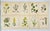 Illustration Antique Carl Lindman Botanical Color Lithographs, Sweden, 1901–1905, Set of 10 For Sale - Image 3 of 3