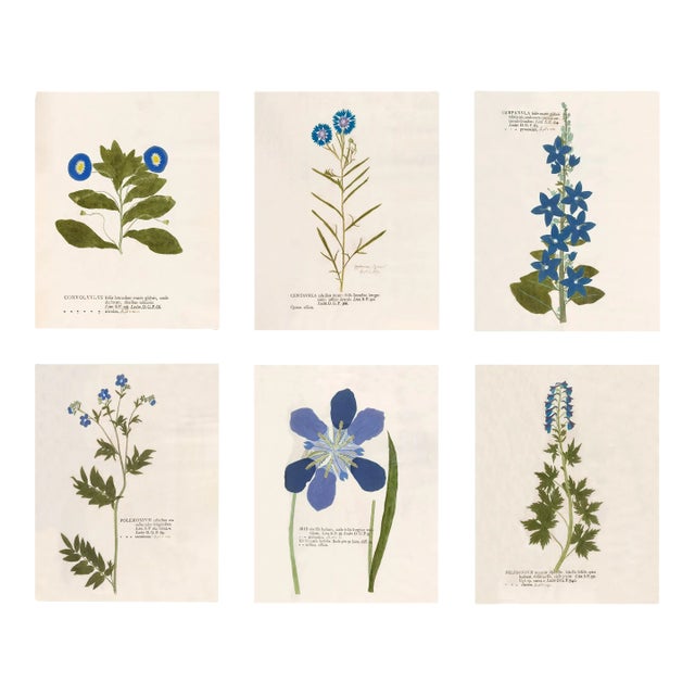 Reproduction 18th Century Vintage Botanical Set With Blue Flowers For Sale