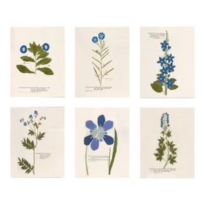 Reproduction 18th Century Vintage Botanical Set With Blue Flowers