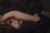 Erica #1 by Dave Seeley | Oil on Canvas on Board Nude woman reclining on a couch. For Sale - Image 4 of 5