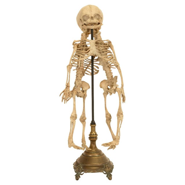 Tan Antique 19thC Anatomical Conjoined Syncephalus Twins Skeleton Medical Model 1860 For Sale - Image 8 of 17