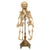 Tan Antique 19thC Anatomical Conjoined Syncephalus Twins Skeleton Medical Model 1860 For Sale - Image 8 of 17