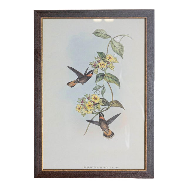 19th Century John Gould Bird Print - One of 24 For Sale