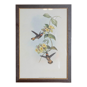 19th Century John Gould Bird Print - One of 24