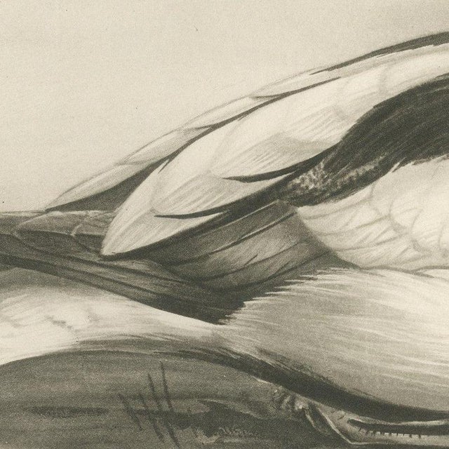 After Lilian Medland, Shelduck and Ducklings, 1909, Print For Sale - Image 4 of 9