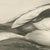 After Lilian Medland, Shelduck and Ducklings, 1909, Print For Sale - Image 4 of 9