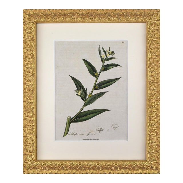 Early 19th Century English Hand Colored Floral Botanical Engraving by William Woodville For Sale