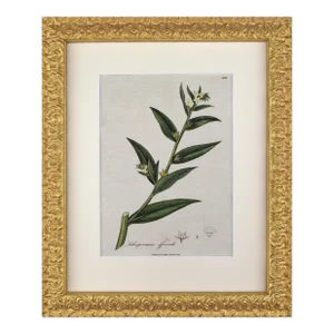 Early 19th Century English Hand Colored Floral Botanical Engraving by William Woodville