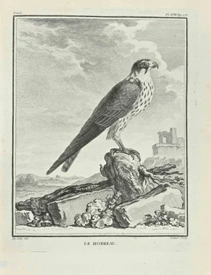 F. Hubert, Le Hobreau, Etching, 1771