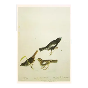 1966 Vintage Cottage Print "Prairie Finch & Brown Song Sparrow" After John James Audubon