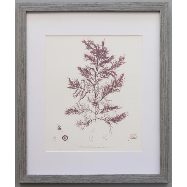 Custom Framed British Seaweed Giclée Prints - Set of Four For Sale In Houston - Image 6 of 13