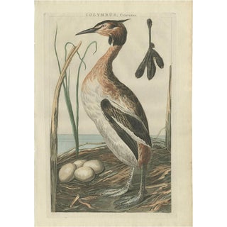 Sepp and Nozeman, Great Crested Grebe, 1789, Paper For Sale