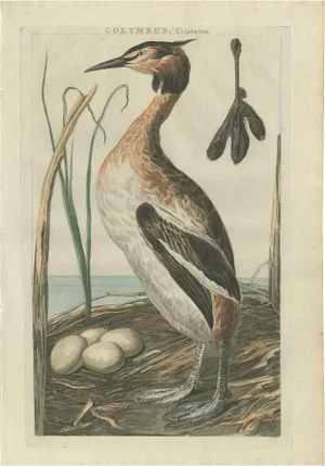 Sepp and Nozeman, Great Crested Grebe, 1789, Paper