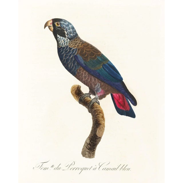 Not Yet Made - Made To Order Reproduction Antique 1805 Antique French Parrot Prints - Set of 8 For Sale - Image 5 of 11
