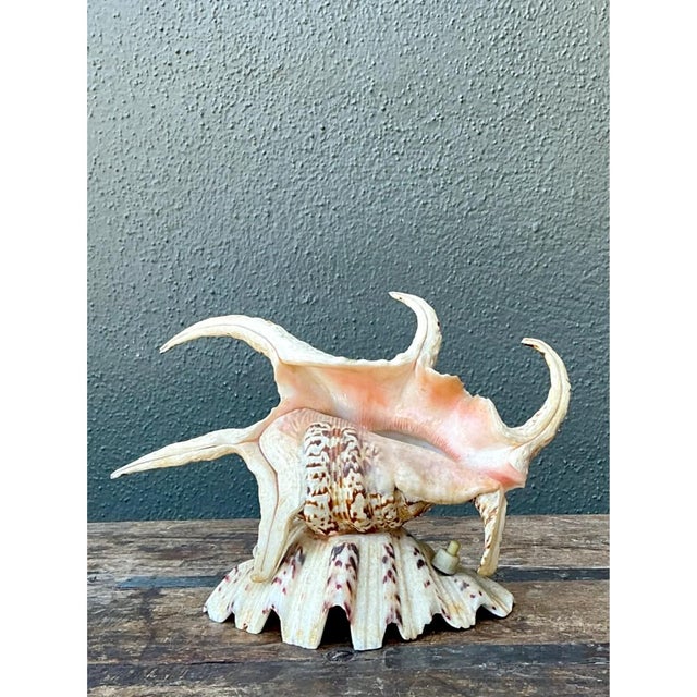 Mid 20th Century Vintage Spiked Shell Vanity Lamp For Sale - Image 5 of 12