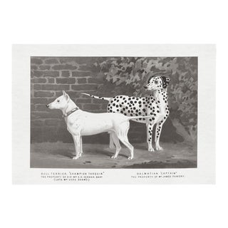 Cassell Dogs; Bull Terrier & Dalmation, Unframed Artwork For Sale