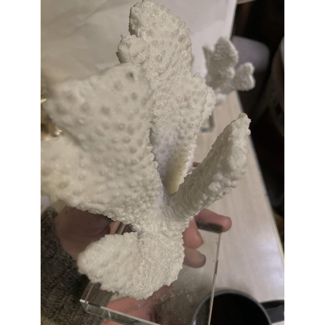Pair Faux Coral White Thick Finger Mounted on Glass Decorative Objects For Sale - Image 4 of 12