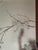 Chinoiserie Silver Leaf Chinoiserie Hand-Painted White Plum Blossom Wall Panels (Set of 2) For Sale - Image 3 of 7